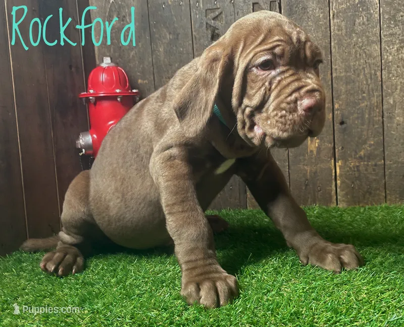 Rockford – Neapolitan Mastiff puppy for sale in Neosho, MO