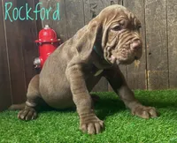 Rockford, a male Neapolitan Mastiff for sale in Neosho, MO – 1 of 2