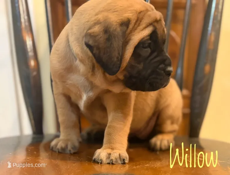 Willow – English Mastiff puppy for sale in Neosho, MO