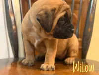 Willow, a female English Mastiff for sale in Neosho, MO – 1 of 5
