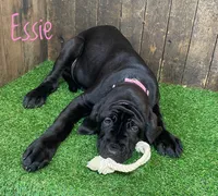Essie, a female Neapolitan Mastiff for sale in Neosho, MO – 2 of 4