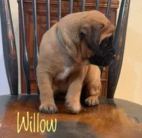 Willow, a female English Mastiff for sale in Neosho, MO – 2 of 5
