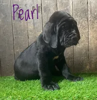 Pearl , a female Neapolitan Mastiff for sale in Neosho, MO – 1 of 5
