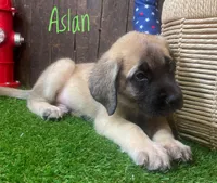 Aslan , a male English Mastiff for sale in Neosho, MO – 2 of 2