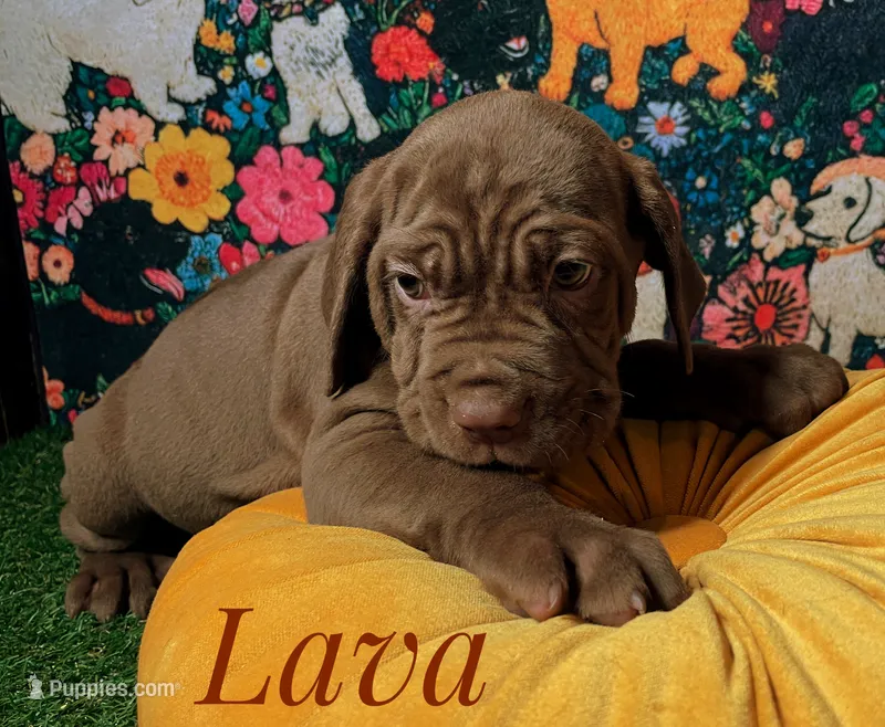 Lava – Neapolitan Mastiff puppy for sale in Neosho, MO