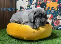 Granite, a male Neapolitan Mastiff for sale in Neosho, MO – 4 of 4