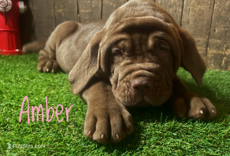 Amber, a female Neapolitan Mastiff for sale in Neosho, MO – 1 of 2