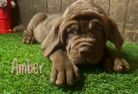 Amber, a female Neapolitan Mastiff for sale in Neosho, MO – 1 of 2