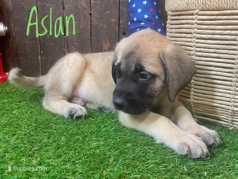 Aslan  – English Mastiff puppy for sale in Neosho, MO