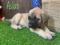 Aslan , a male English Mastiff for sale in Neosho, MO – 1 of 2