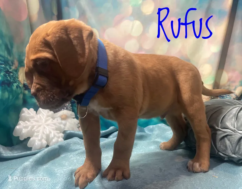 Rufus