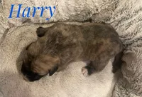 Harry, a male English Mastiff for sale in Neosho, MO – 2 of 2