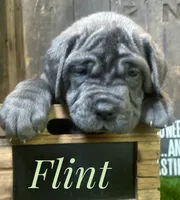 Flint, a male Neapolitan Mastiff for sale in Neosho, MO – 2 of 3