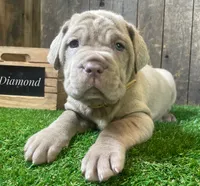 Diamond, a female Neapolitan Mastiff for sale in Neosho, MO – 3 of 5