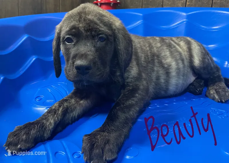 Beauty – English Mastiff puppy for sale in Neosho, MO