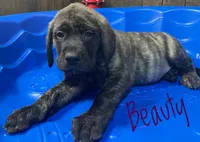 Beauty, a female English Mastiff for sale in Neosho, MO – 1 of 3