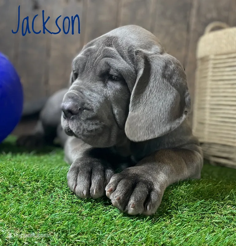 Jackson – Neapolitan Mastiff puppy for sale in Neosho, MO