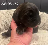 Severus, a male English Mastiff for sale in Neosho, MO – 1 of 2