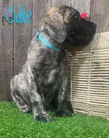 Odie, a male English Mastiff for sale in Neosho, MO – 1 of 2