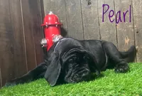 Pearl , a female Neapolitan Mastiff for sale in Neosho, MO – 2 of 5