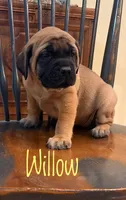 Willow, a female English Mastiff for sale in Neosho, MO – 3 of 5