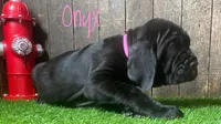 Onyx , a female Neapolitan Mastiff for sale in Neosho, MO – 2 of 4
