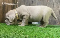 Diamond, a female Neapolitan Mastiff for sale in Neosho, MO – 4 of 5