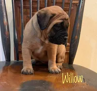Willow, a female English Mastiff for sale in Neosho, MO – 4 of 5