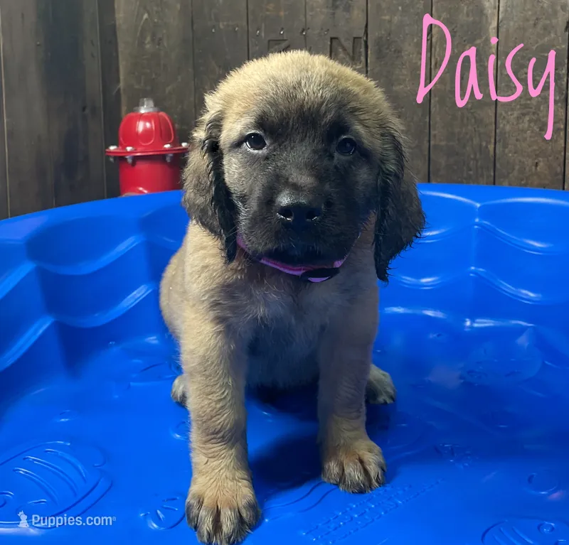 Daisy – English Mastiff puppy for sale in Neosho, MO