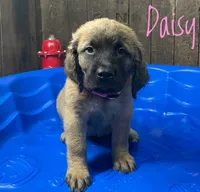 Daisy, a female English Mastiff for sale in Neosho, MO – 1 of 3