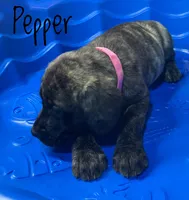 Pepper , a female English Mastiff for sale in Neosho, MO – 1 of 3