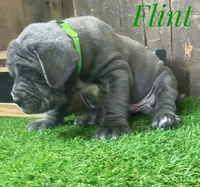 Flint, a male Neapolitan Mastiff for sale in Neosho, MO – 3 of 3