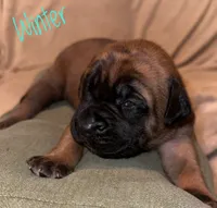 Winter, a female English Mastiff for sale in Neosho, MO – 2 of 6