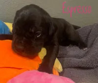 Espresso, a female Neapolitan Mastiff and English Mastiff for sale in Neosho, MO – Photo 2 of 4