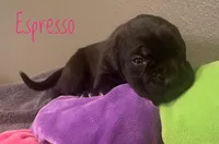 Espresso, a female Neapolitan Mastiff and English Mastiff for sale in Neosho, MO – Photo 1 of 4