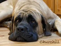Espresso, a female Neapolitan Mastiff and English Mastiff for sale in Neosho, MO – Photo 4 of 4