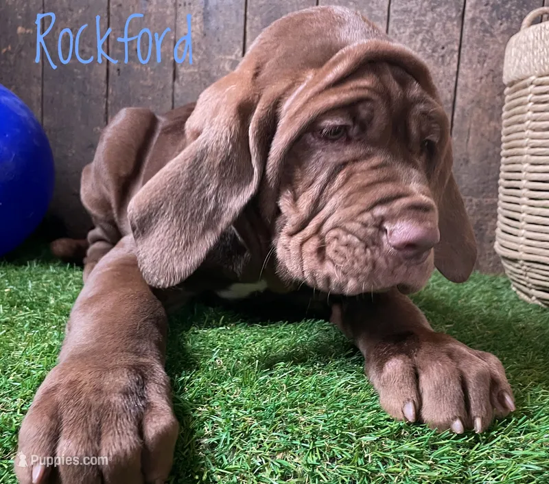 Rockford – Neapolitan Mastiff puppy for sale in Neosho, MO