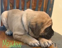 Meadow, a female English Mastiff for sale in Neosho, MO – 2 of 5