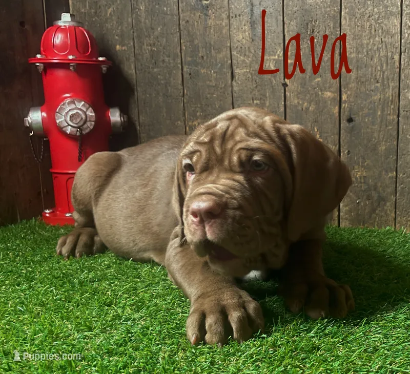 Lava – Neapolitan Mastiff puppy for sale in Neosho, MO