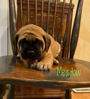Meadow, a female English Mastiff for sale in Neosho, MO – 3 of 5