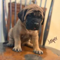 Juniper, a female English Mastiff for sale in Neosho, MO – 6 of 7
