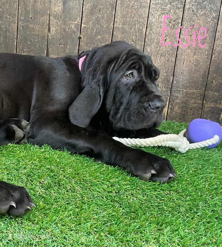 Essie – Neapolitan Mastiff puppy for sale in Neosho, MO