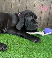 Essie, a female Neapolitan Mastiff for sale in Neosho, MO – 1 of 4