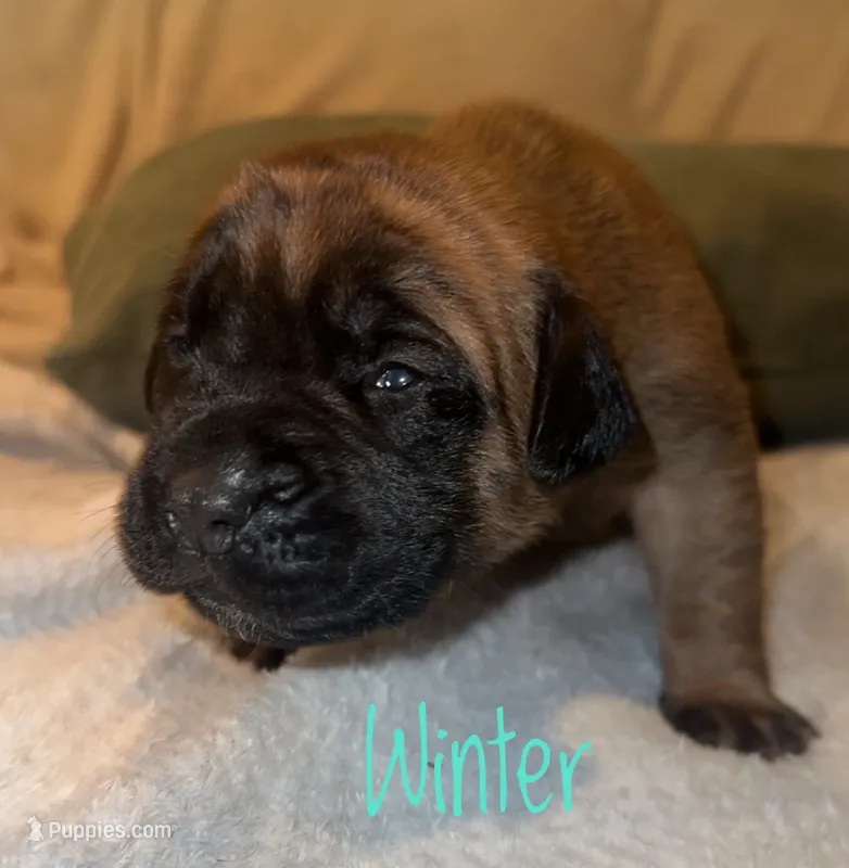 Winter – English Mastiff puppy for sale in Neosho, MO