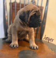 Juniper, a female English Mastiff for sale in Neosho, MO – 2 of 7