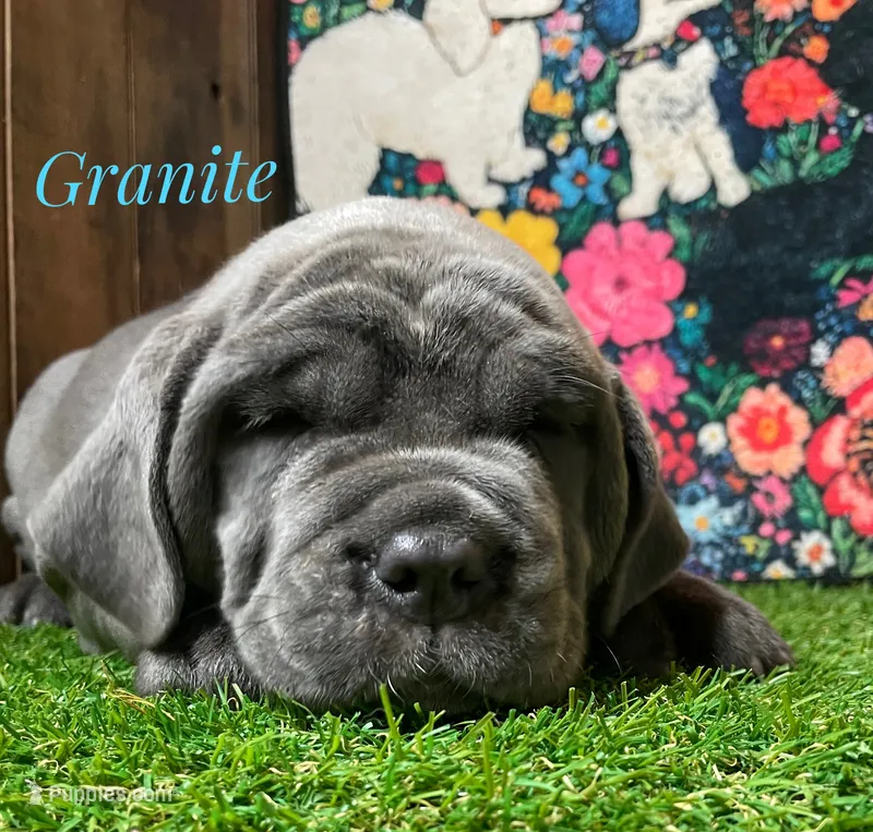Granite – Neapolitan Mastiff puppy for sale in Neosho, MO