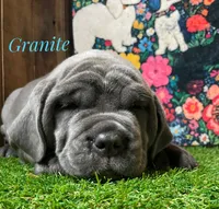 Granite, a male Neapolitan Mastiff for sale in Neosho, MO – 1 of 4