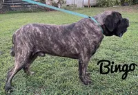 Severus, a male English Mastiff for sale in Neosho, MO – 6 of 6