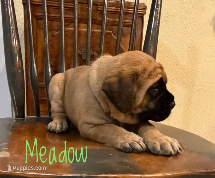 Meadow – English Mastiff puppy for sale in Neosho, MO