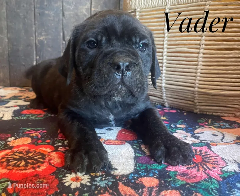 Vader – Neapolitan Mastiff, English Mastiff puppy for sale in Neosho, MO